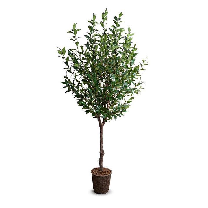 Paulette Tree - 8'