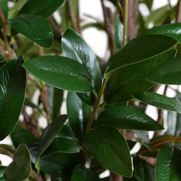 Paulette Tree - 8'
