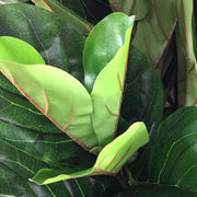 10' Fiddle Leaf Fig Tree