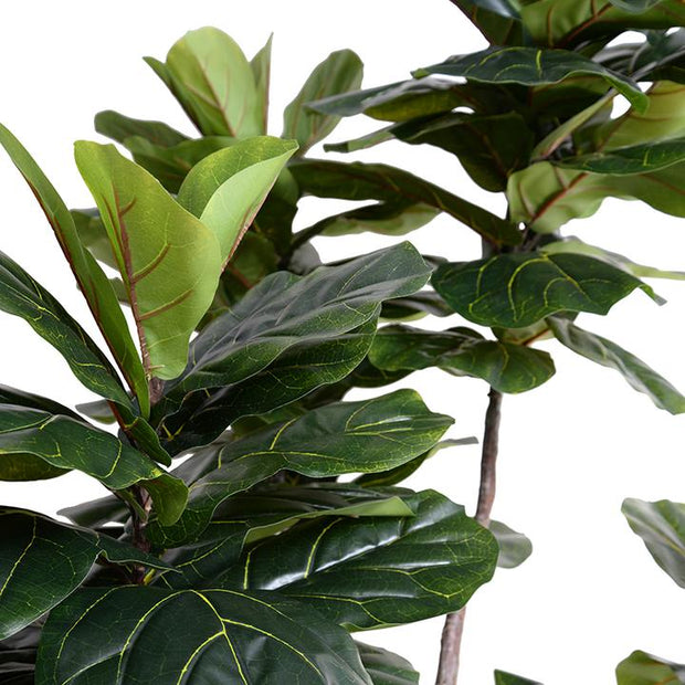 Fiddle Leaf Fig Tree, 7.5' Standard