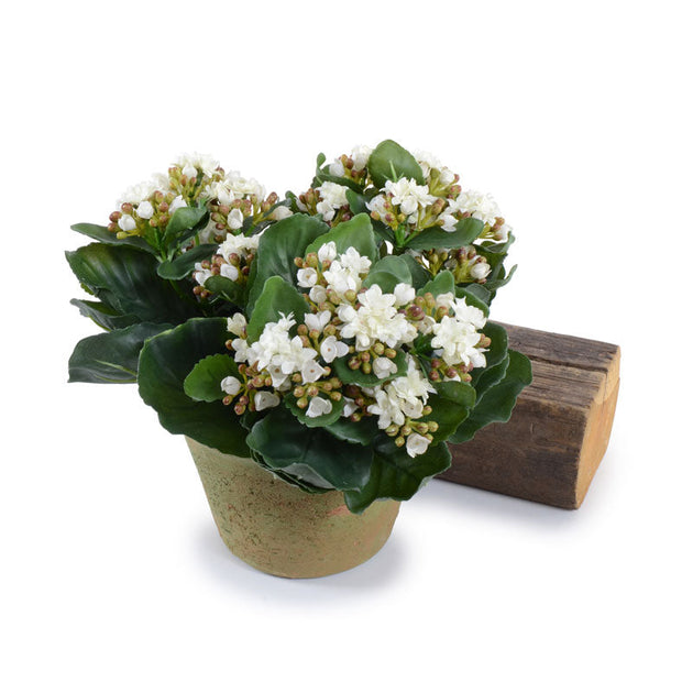 Kalanchoe White - Large – Park and Oak Collected