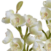 Cymbidium Orchid- White