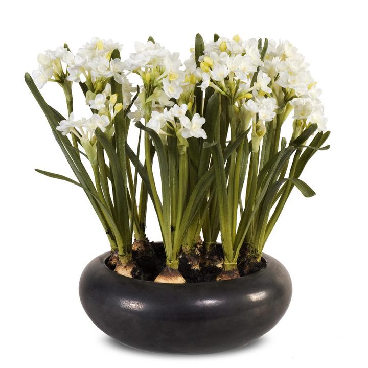 Paperwhite Narcissus Arrangement